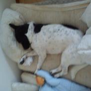 Blanding af racer Buller