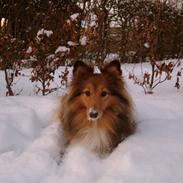 Shetland sheepdog Oline