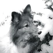 Shetland sheepdog Oline