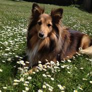 Shetland sheepdog Oline
