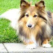 Shetland sheepdog Oline