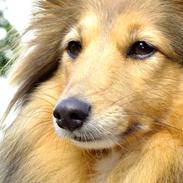 Shetland sheepdog Oline