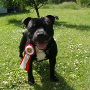 Staffordshire bull terrier Enodden´s Ring of fire - "Cooper"