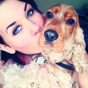 Cocker spaniel Chili