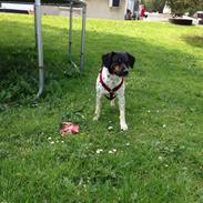 Dansk svensk gaardhund Oscar