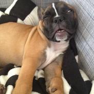 Fransk bulldog Karla