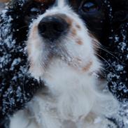 Cavalier king charles spaniel Valde