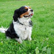 Cavalier king charles spaniel Valde