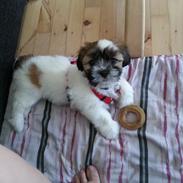 Lhasa apso Bibi Friis 