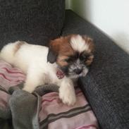 Lhasa apso Bibi Friis 