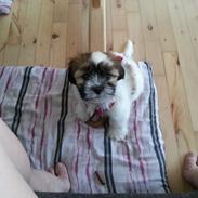 Lhasa apso Bibi Friis 