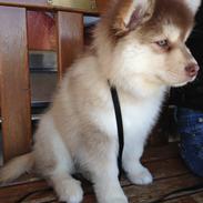 Finsk lapphund Cody  (Almlieds Isaac)