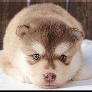 Finsk lapphund Cody  (Almlieds Isaac)