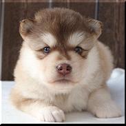 Finsk lapphund Cody  (Almlieds Isaac)