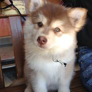 Finsk lapphund Cody  (Almlieds Isaac)