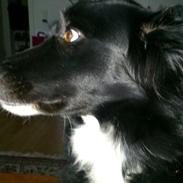 Border collie Figue