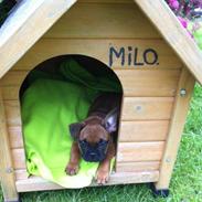 Fransk bulldog albert