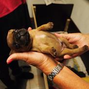 Fransk bulldog albert