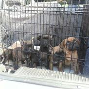 Fransk bulldog albert