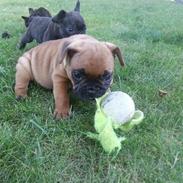 Fransk bulldog albert