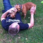 Fransk bulldog albert