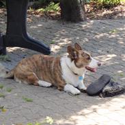 Welsh corgi cardigan Max