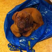 Dogue de bordeaux Balera The Strong One (Ida)