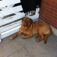 Dogue de bordeaux Balera The Strong One (Ida)