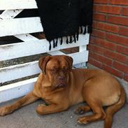 Dogue de bordeaux Balera The Strong One (Ida)