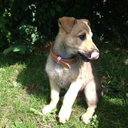 Blanding af racer Cato