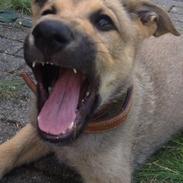 Blanding af racer Cato