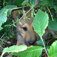 Blanding af racer Cato