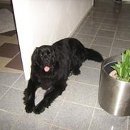 Newfoundlænder Bamse