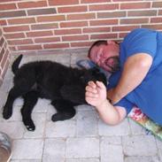 Newfoundlænder Bamse