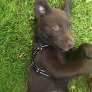 Labrador retriever Cody