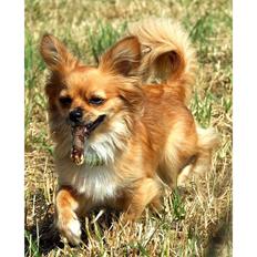 Blanding af racer Aiko