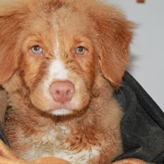 Nova scotia duck tolling retriever Mickho