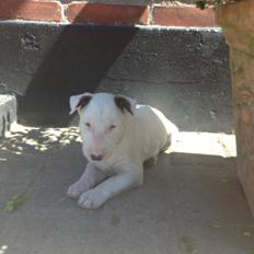 Bullterrier Freya <3 - Stafford Flowers Danelaw