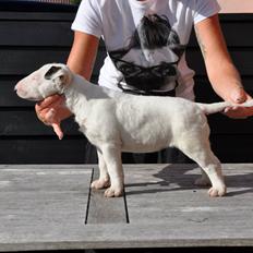 Bullterrier Freya <3 - Stafford Flowers Danelaw