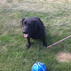 Blanding af racer Sofus