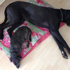 Blanding af racer Buller 