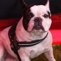 Fransk bulldog Prop