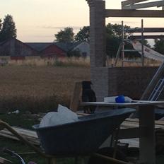 Blanding af racer Sæsar