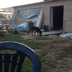 Blanding af racer Sæsar