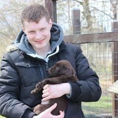 Labrador retriever Pubbie 