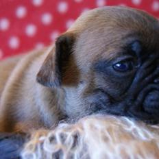 Fransk bulldog Andrea