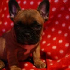 Fransk bulldog Andrea