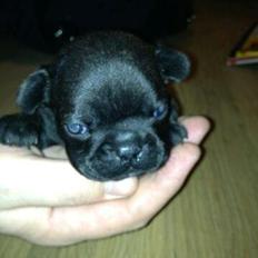 Fransk bulldog Oskar