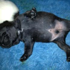 Fransk bulldog Oskar