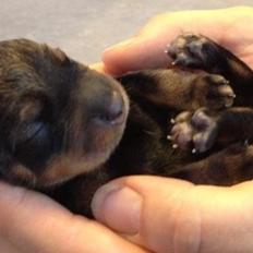 Gravhund DKBRCH(G) SE(G)CH Rafeldi's Agnes Fidelis